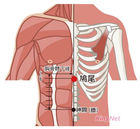 鳩尾穴位置|醫砭 » 中華針灸 » 鳩尾